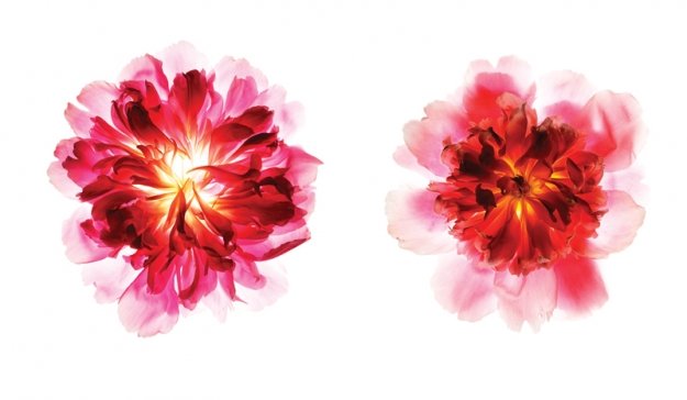 floral diptych by Claire Benoist