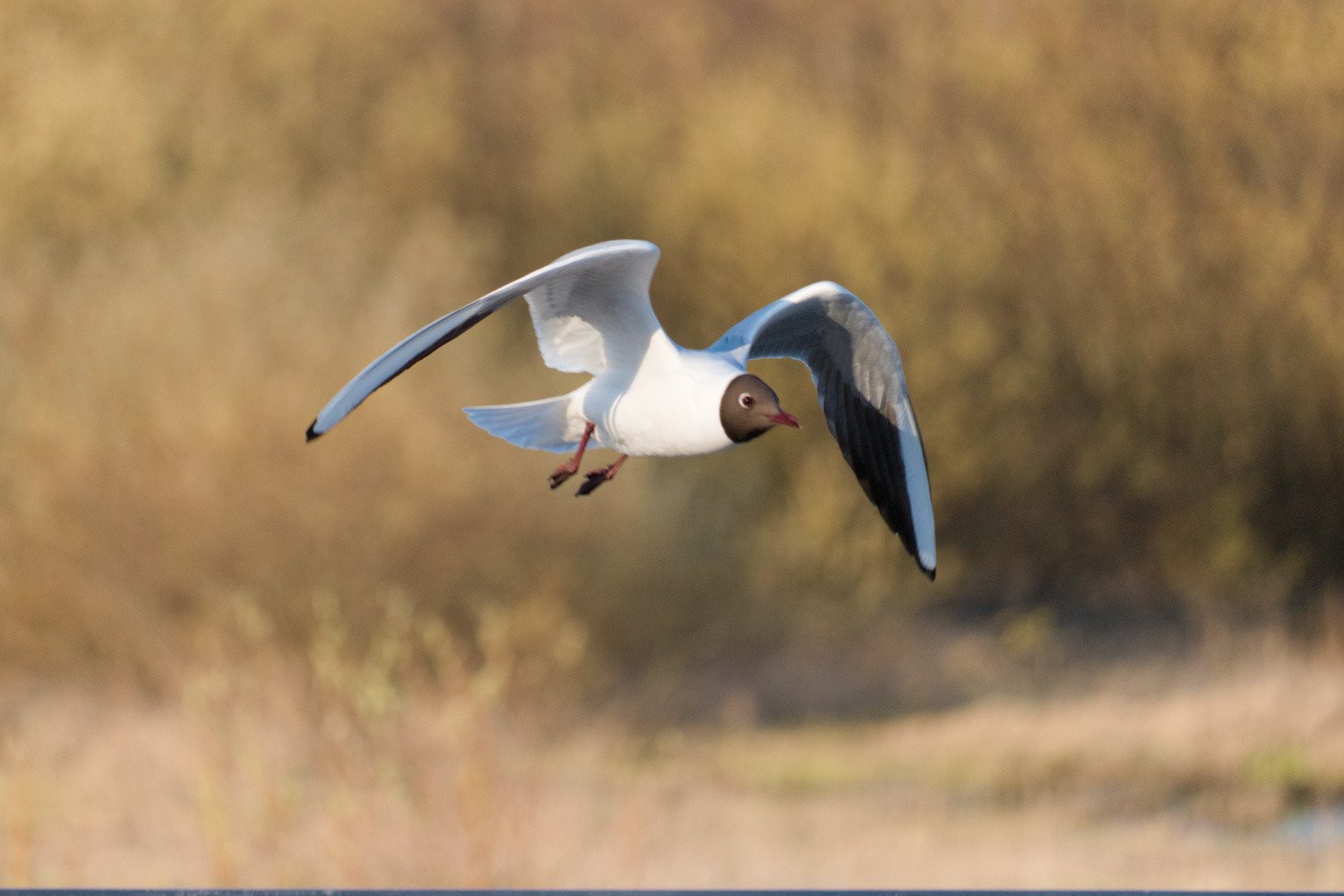 flying seagull